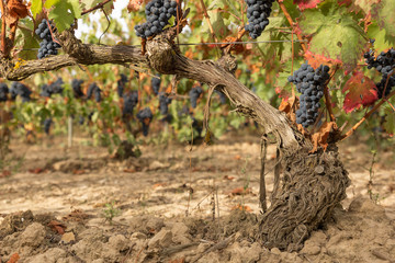 Clusters of grapes in a vineyard in autumn