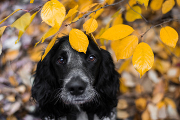 dog russian spaniel breed in the autumn