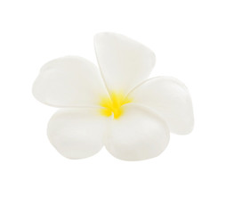 Fototapeta na wymiar Frangipani flower isolated on white background