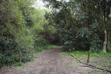Entrada al Bosque