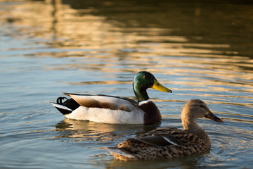 Obraz premium patos en su habitat