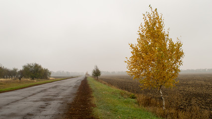 Landscape with alone yellow birch at plowed field background on a cloudy day in golden autumn.