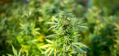  cultivation of cannabis and marijuana on a farm in america