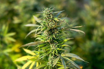 marijuana plant outdoor, bud marijuana