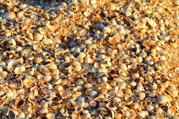 Multicolored seashells on the beach. Close-up. Background. Texture.