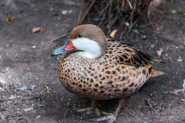 Wild Duck