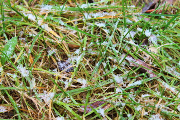 The first snow lying on the green grass. Close-up. Background.