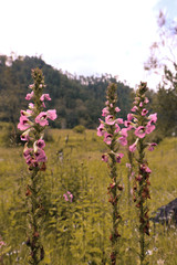 Obraz premium flowers in the garden