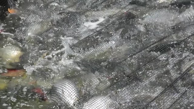 High definition of a bountiful catch of milkfish in Asia