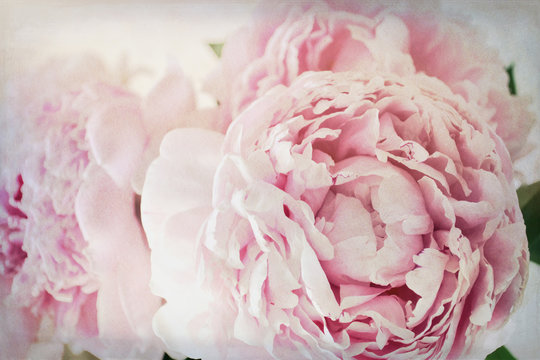 Sweet Shabby Chic Pink Garden Peonies Flowers Vintage Background
