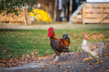 Rooster and hen in the garden on a farm - free breeding.