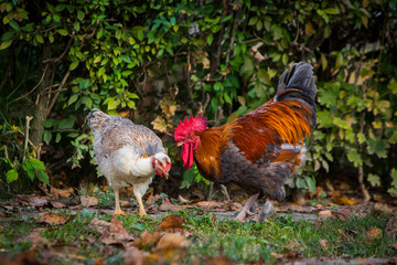 Naklejka na ściany i meble Rooster and hen in the garden on a farm - free breeding.