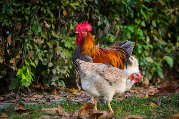 Rooster and hen in the garden on a farm - free breeding.