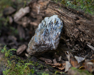 Fototapeta na wymiar Rough Astrophyllite in matrix specimen from Russia on a tree bark in the forest preserve. Other names: Aastrophyllite, Asterophyllite, Astrofillite.