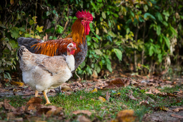 Rooster and hen in the garden on a farm - free breeding.