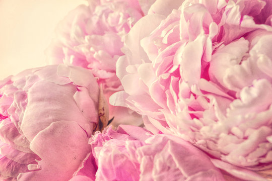 Balmy Shabby Chic Pink Peonies Flowers Retro Photo
