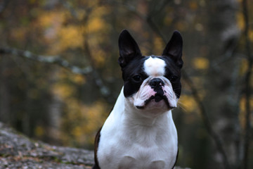 Boston terrier sitting on a rock