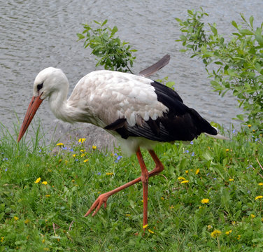 Ciconia Ciconia - White Stork on Grass Bank -  Photo 
 