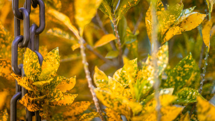 Yellow leaves