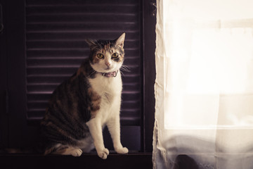 Kitty stand by the window