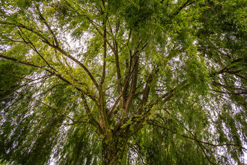 A beautiful green tree with a vast foliage
