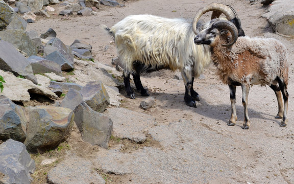 Couple of Mountain Sheeps - Ovis Ammon -  Photo 
