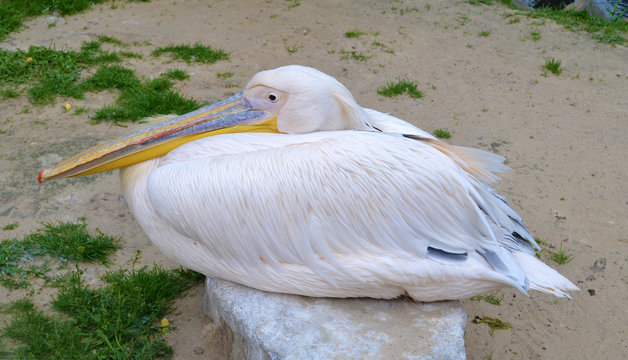 Pelecanus Onocrotalus - Pink Pelican Sitting on Stone -  Photo 
