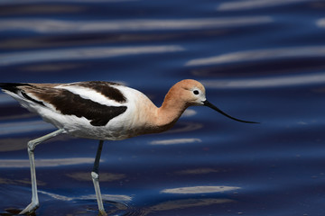 American Avocet