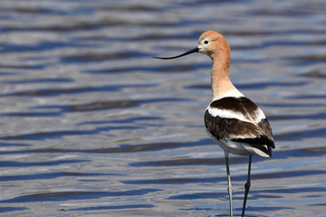 American Avocet