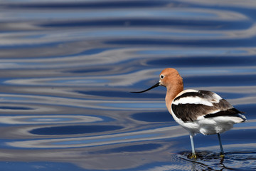 American Avocet