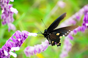 butterfly - nectar