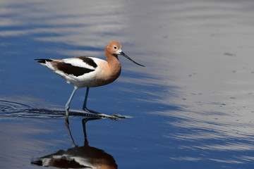 American Avocet