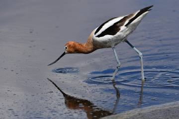 American Avocet