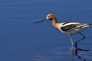 American Avocet