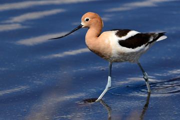 American Avocet