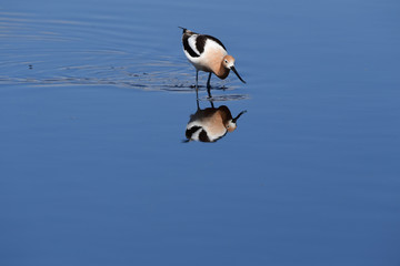 American Avocet