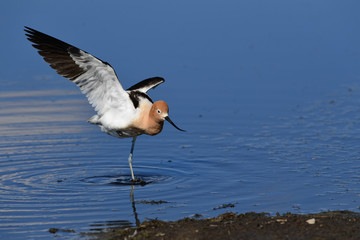 American Avocet