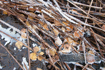 Frost covered reeds and leaves on a cold winter day.