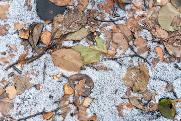 Dry and frozen alder tree leaves on the ground.