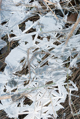 Ice covered grasses on a cold morning