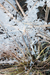 Ice covered grasses on a cold morning