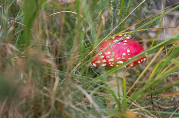 Fly agaric mushroom / toadstool with red spotted cap growing amongst grass in woods in Hampshire. Known also as amanita muscaria. Mushroom is poisonous. 
