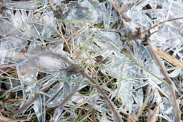 Ice covered grasses on a cold morning