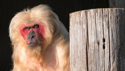 Photo of red faced stump-tailed macaque monkey at Monkey World in Dorset, UK - Powered by Adobe