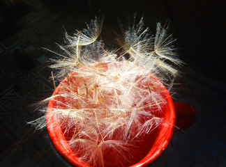 Parachutes Tragopogon in a red cup