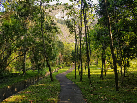 Fototapeta Trail in the forest tropical