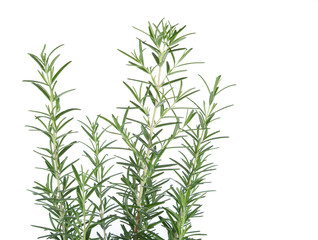 Fresh Rosemary isolated on white background