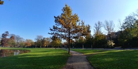 A tree in Vondelpark, in the heart of Amsterdam.