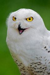 White Owl