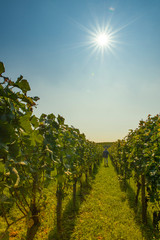 Weinberge im Kaiserstuhl, in der Ferne Wanderer